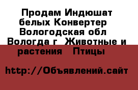 Продам Индюшат белых Конвертер - Вологодская обл., Вологда г. Животные и растения » Птицы   